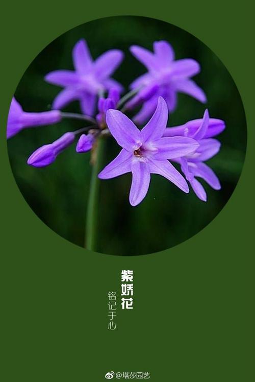 不常见的花与花语:紫娇花的花语