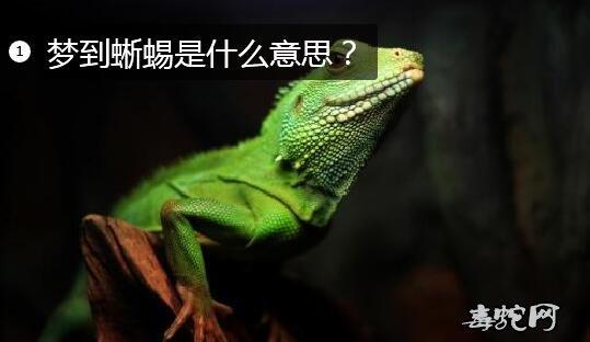 梦到蜥蜴是什么意思