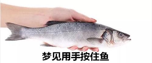梦见用手按住鱼