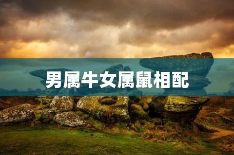 八字合婚:属鼠和属牛的能合财么