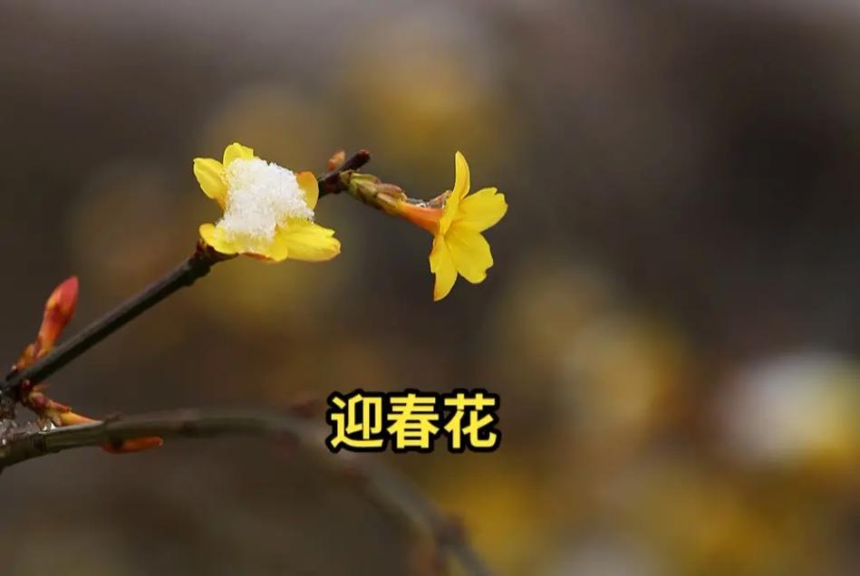 迎春花花语:相爱到永远