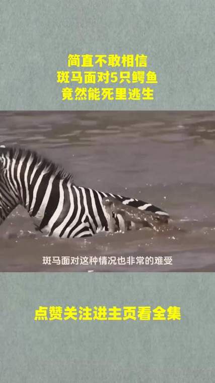 做梦梦到在鳄鱼群里死里逃生预示着什么