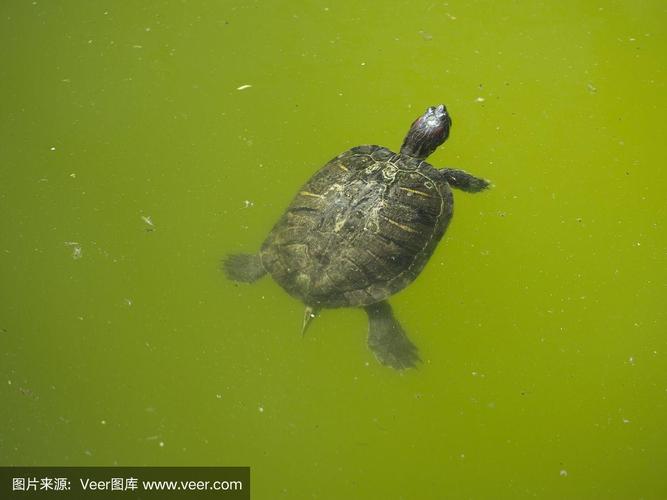 孕妇梦见乌龟在水里游