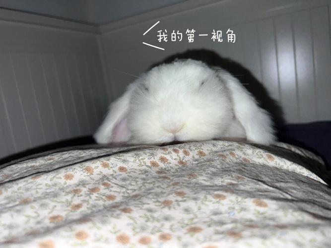 梦见我和兔子一起睡觉