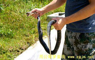 梦见去捉蛇是什么意思