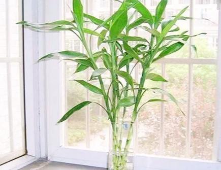 财位要摆放生机茂盛的植物不,财位摆放的植物有什么讲究?