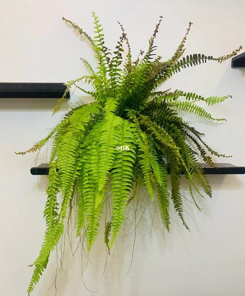 波斯顿蕨花语:代表耐心