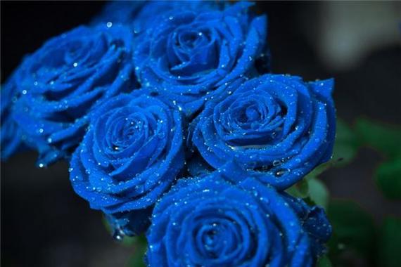 梦见蓝色花 周公解梦之梦到蓝色花