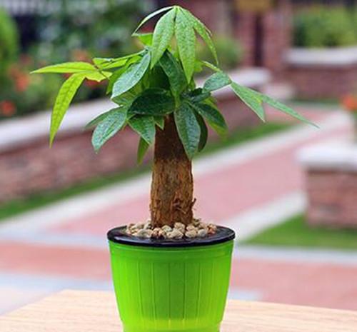 生肖鸡适合养什么植物好