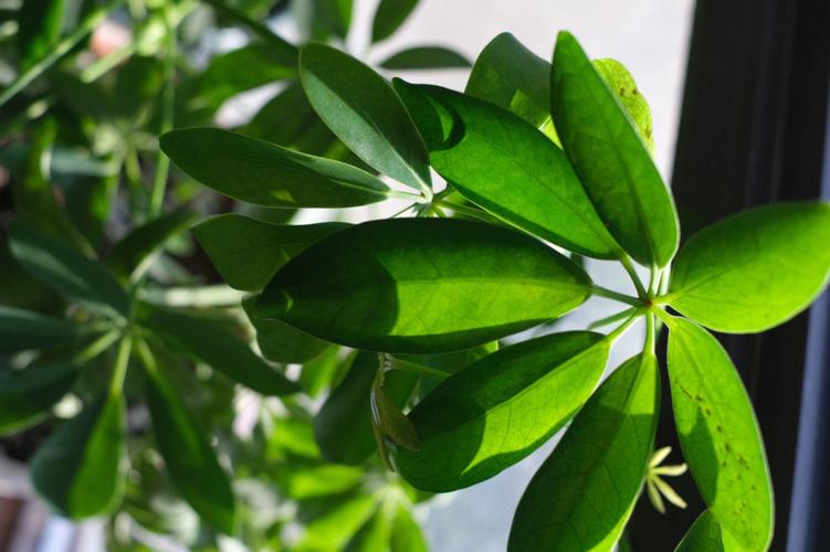办公室养花风水好不好?养哪些花最好?
