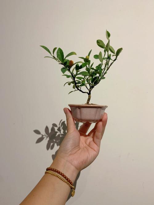 梦见盆栽结橘子