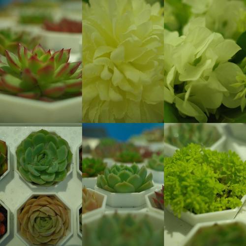 办公室里栽种这些花草破财损健康
