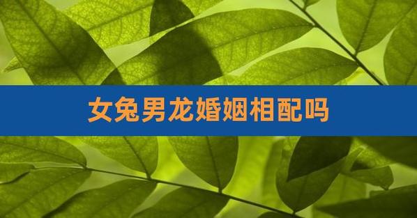 女龙跟男兔配姻缘好吗