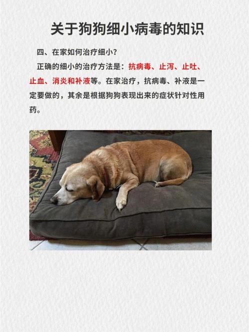 梦见狗狗特别虚弱快要死了是什么预兆