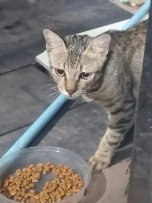 野猫进家有什么预兆
