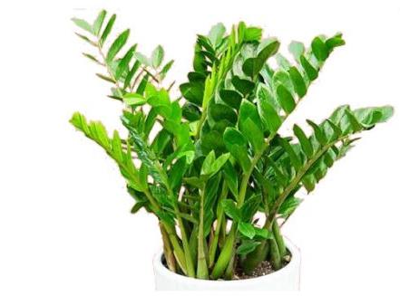 属猴的养什么植物旺财