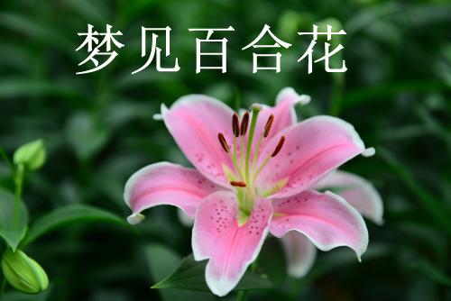 梦见百合花盛开