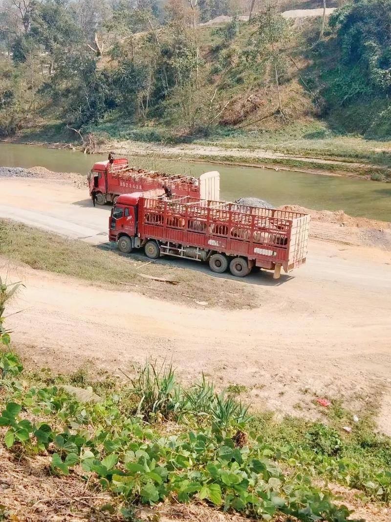 46岁牛什么坎