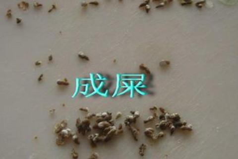梦见家里很多鸟屎