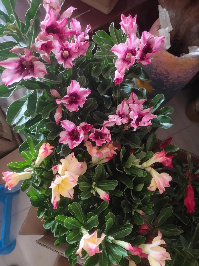 沙漠玫瑰花语,沙漠玫瑰的传说故事