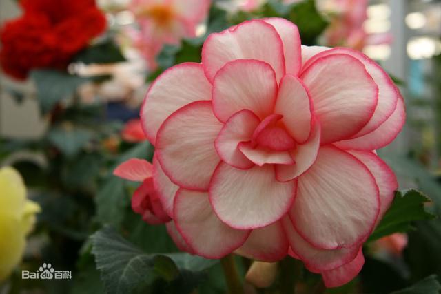花语大全:球根海棠的花语是什么?