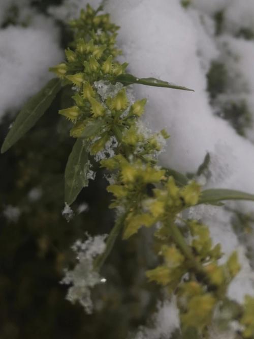 女人梦见鹅毛大雪纷飞有什么预兆