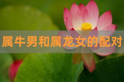 属牛男和属龙女相配吗?婚姻怎么样?