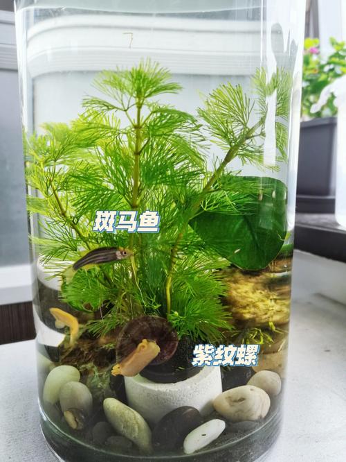 办公室养鱼需要注意哪些事项?