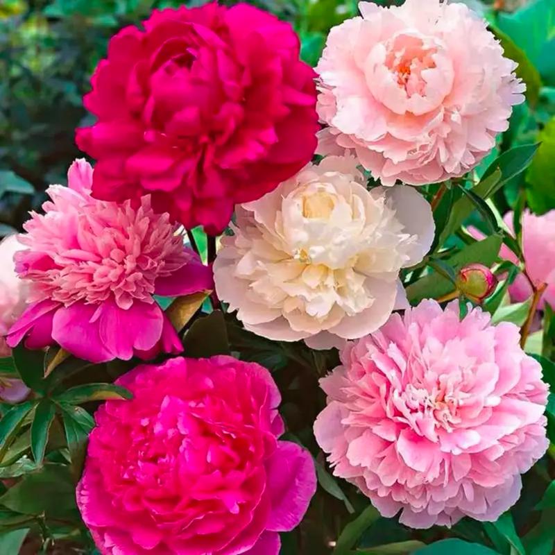 芍药花的花语,芍药的象征意义是什么?