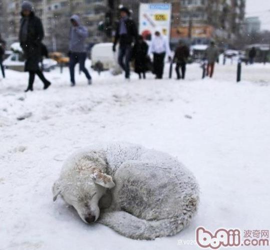 梦见冻死狗