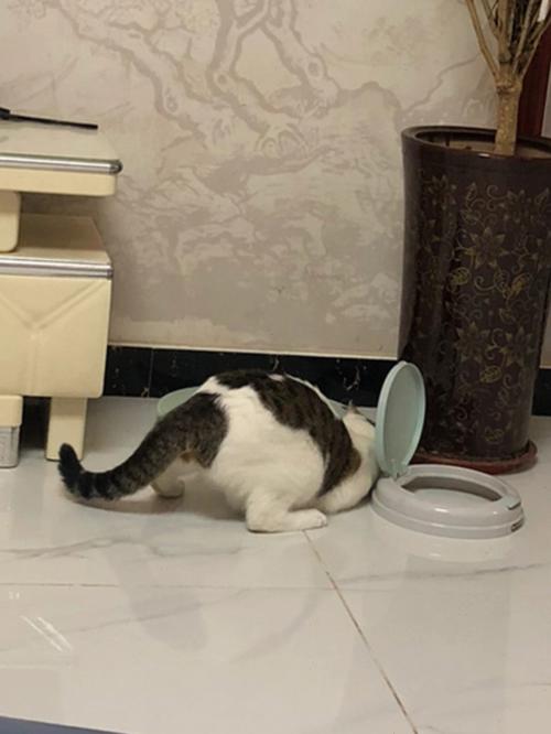 梦见猫饿了找东西吃