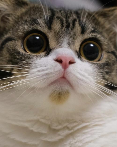 梦见猫和猫头鹰啄自己