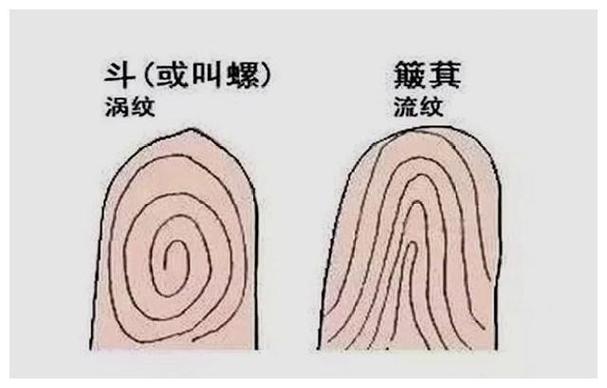 手指螺纹看相 看相手指螺纹怎么说