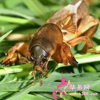 梦见蝼蛄预示什么