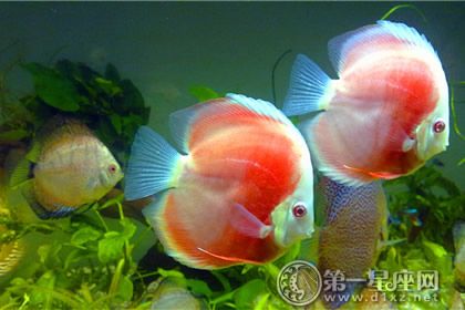 申猴所属的风水鱼