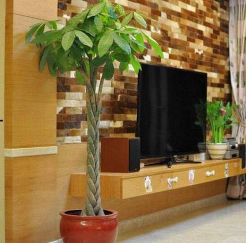 客厅电视两边摆什么植物旺财