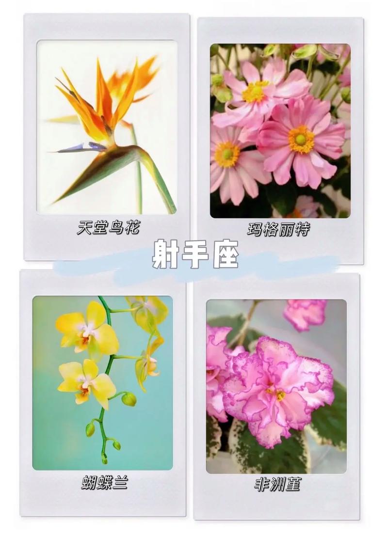 十二星座女生最适合的花