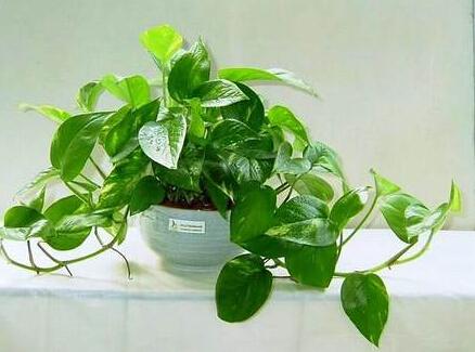 揭秘你所不知的阳台风水植物