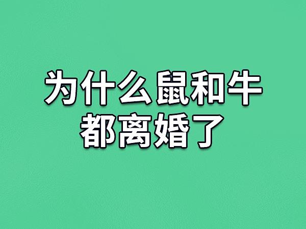 属牛会因为什么事想离婚
