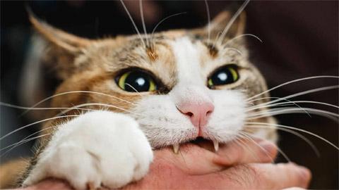 做梦梦到猫一直挠我怎么回事
