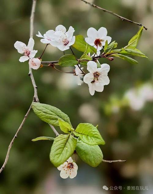 花花草草,梦中出现这些植物寓意着什么