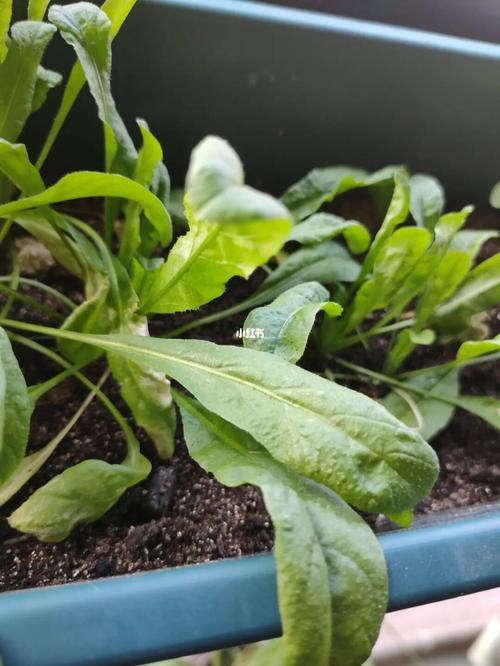 梦见荠菜怎么回事