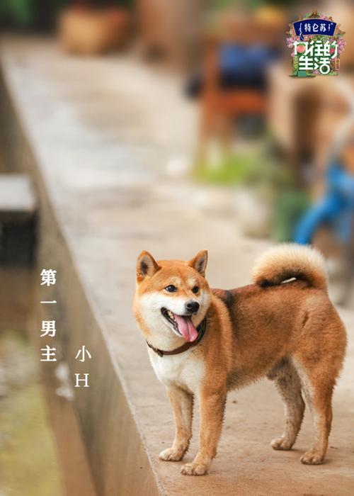 12生肖中,谁最愿意过《向往的生活》