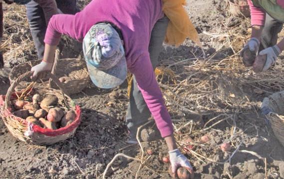 女人做梦梦见捡土豆什么意思