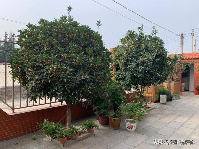 住宅前后 栽种树木风水讲究