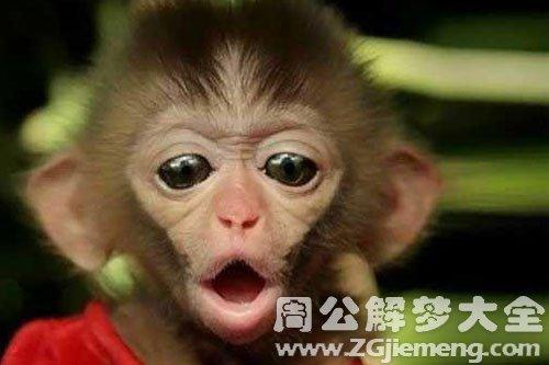 梦见一只丑陋的猴子