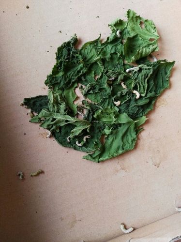 梦见蚕死了