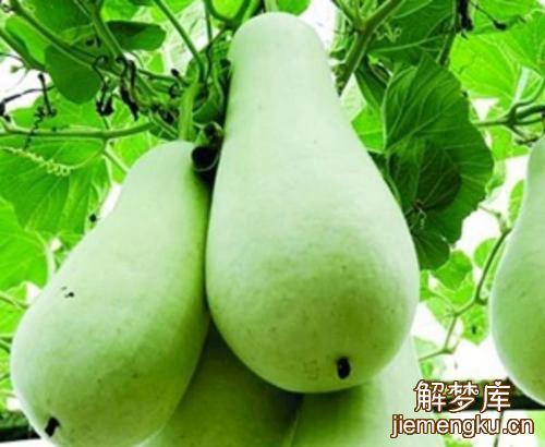 孕妇梦见好多瓜是什么意思