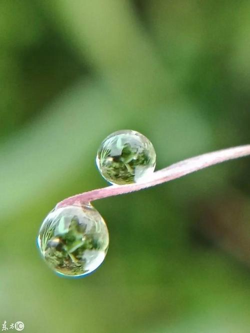 梦见露水预示着什么?