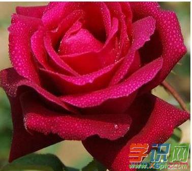 梦见漂亮的花
